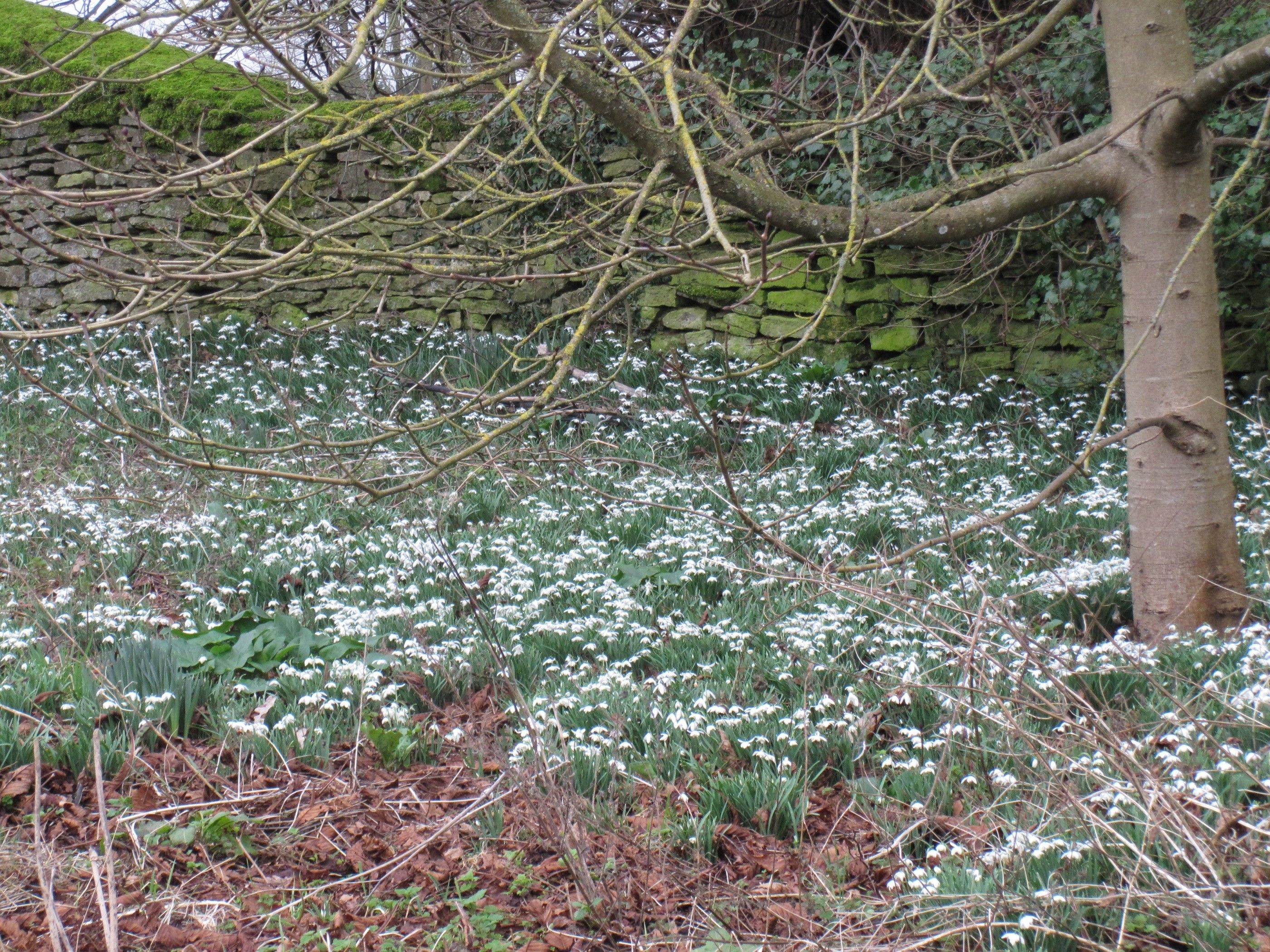 Walks Snowdrops